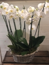 Orchid Planted Arrangement