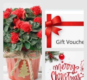 Flowering Plant and a Gift Voucher
