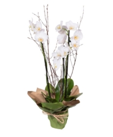 Phalaenopsis Orchid Plant