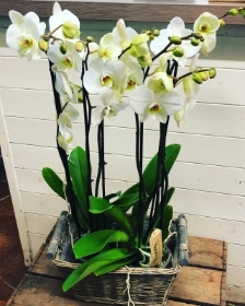 White Orchid Planter
