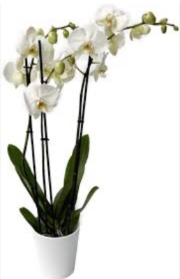 White Phalaenopsis Orchid Plant